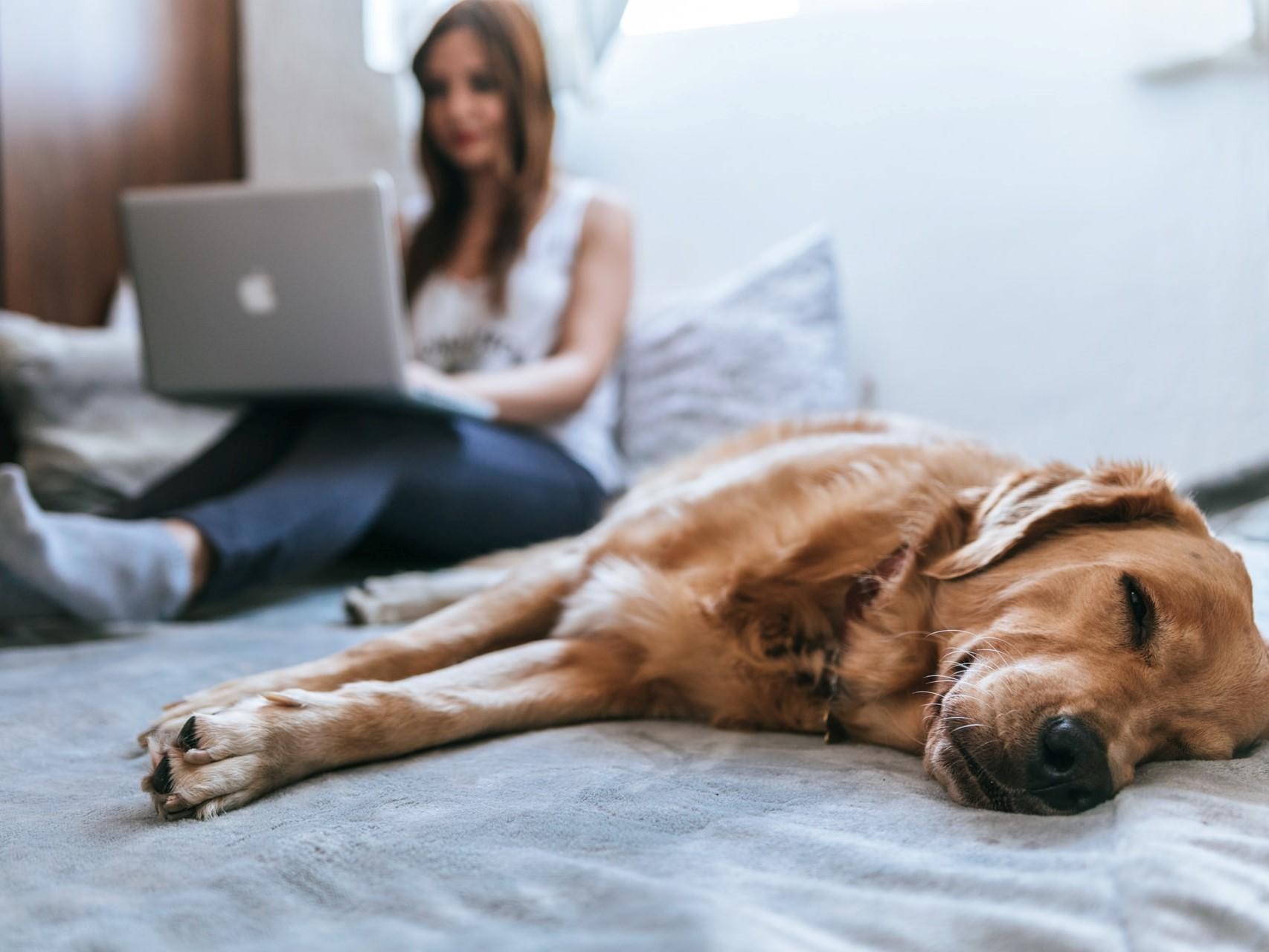 Hund schlafend auf einem Bett, im Hintergrund eine Frau mit Laptop