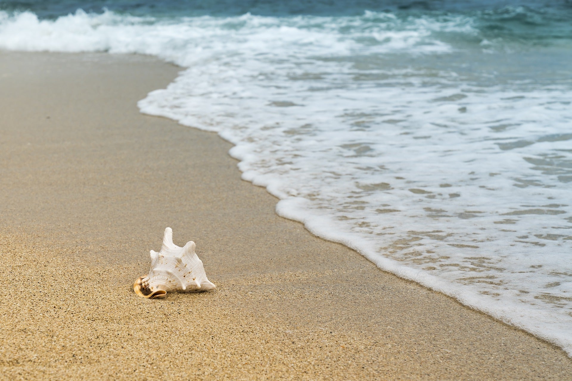 Eine Muschel an einem Strand