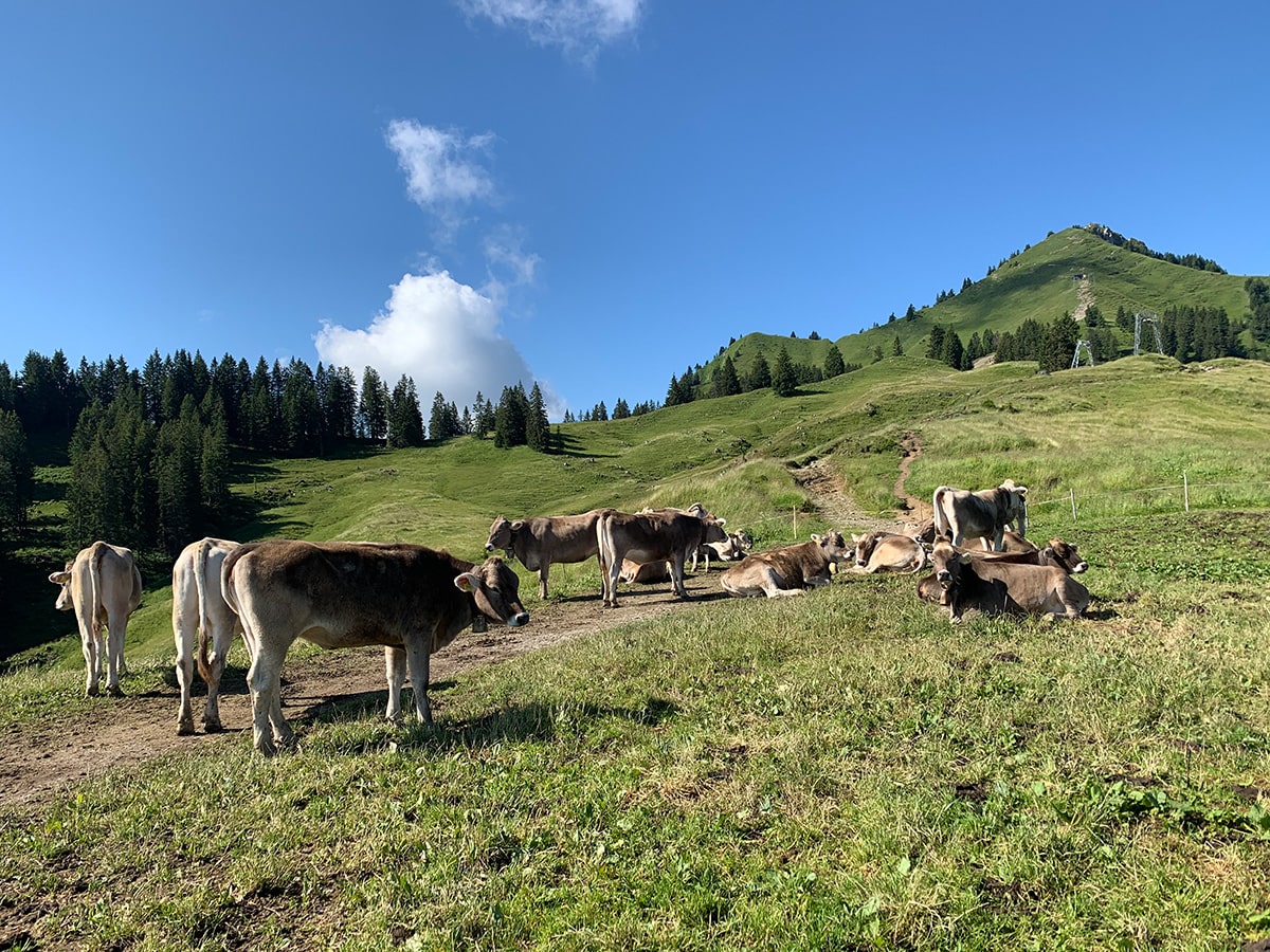 Foto mehrerer Kühe