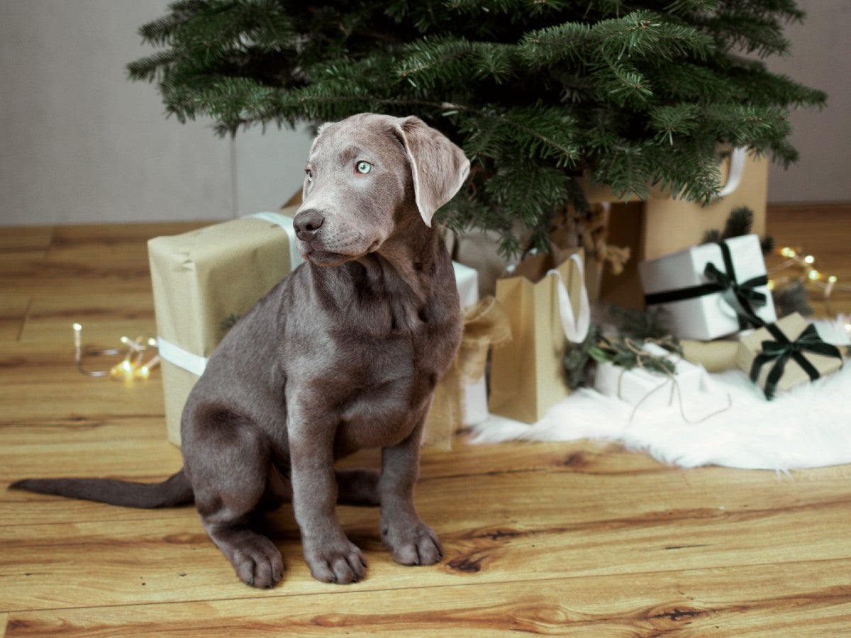 Hund sitzend vor einem Weihnachtsbaum mit Geschenken