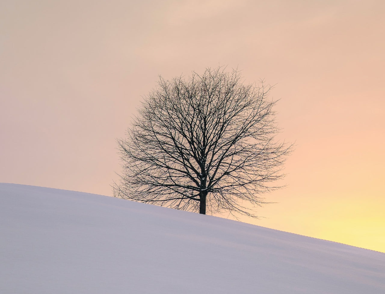 Ein einzelner, kahler Baum in einer Winterlandschaft