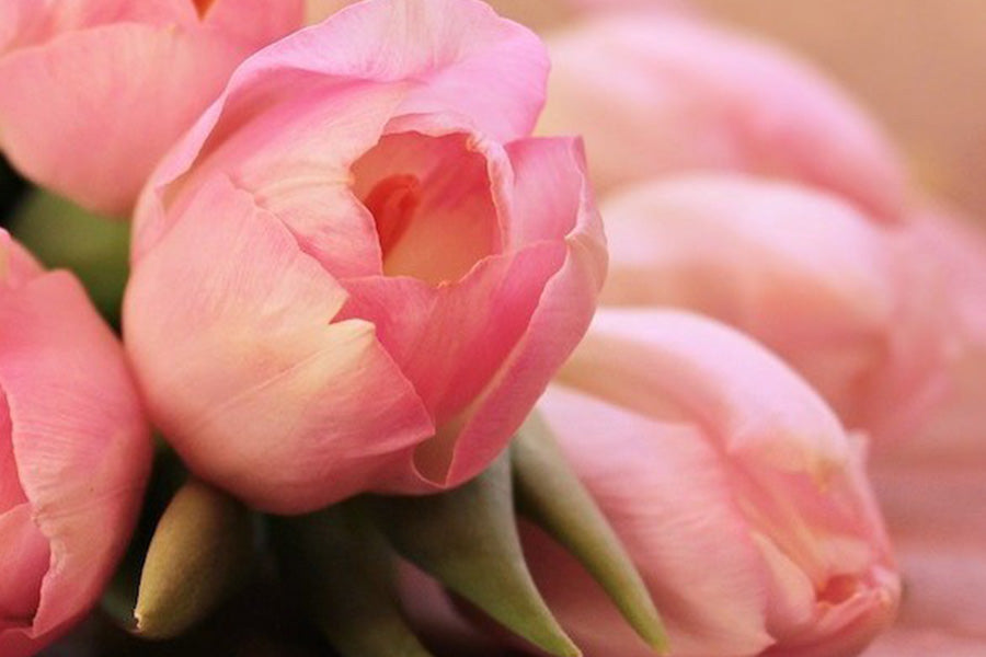 Rosa Blume